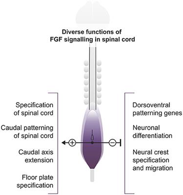 The Multiple Roles of FGF Signaling in the Developing Spinal Cord